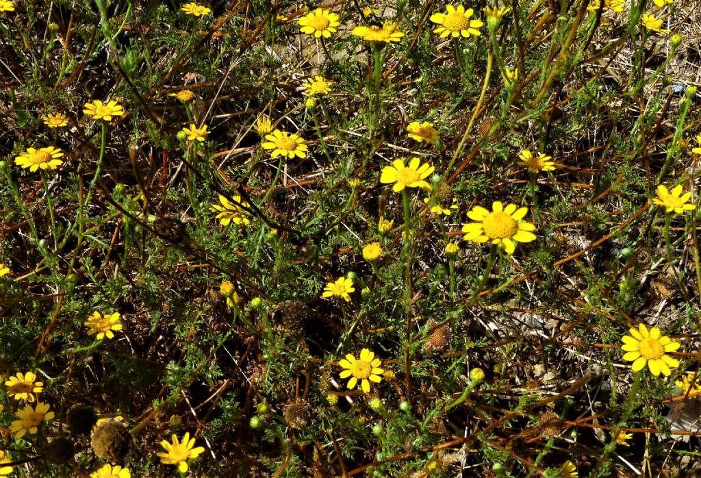 Asteracea romane  - Cladanthus mixtus e Anacyclus radiatus